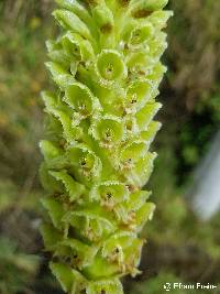 Image of Altensteinia fimbriata