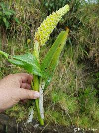 Altensteinia fimbriata image