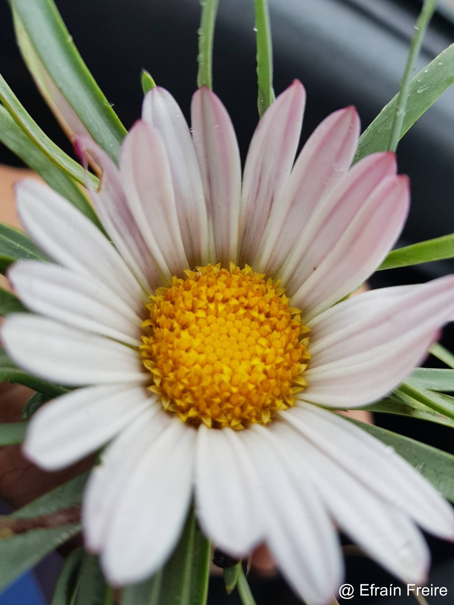 Werneria nubigena image