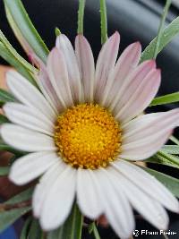 Werneria nubigena image