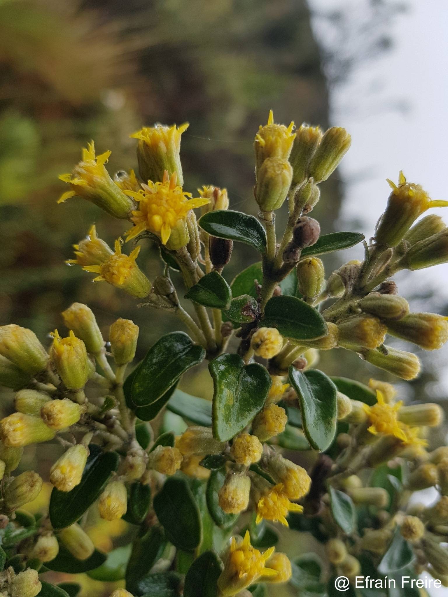 Gynoxys buxifolia image
