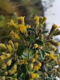 Gynoxys buxifolia image