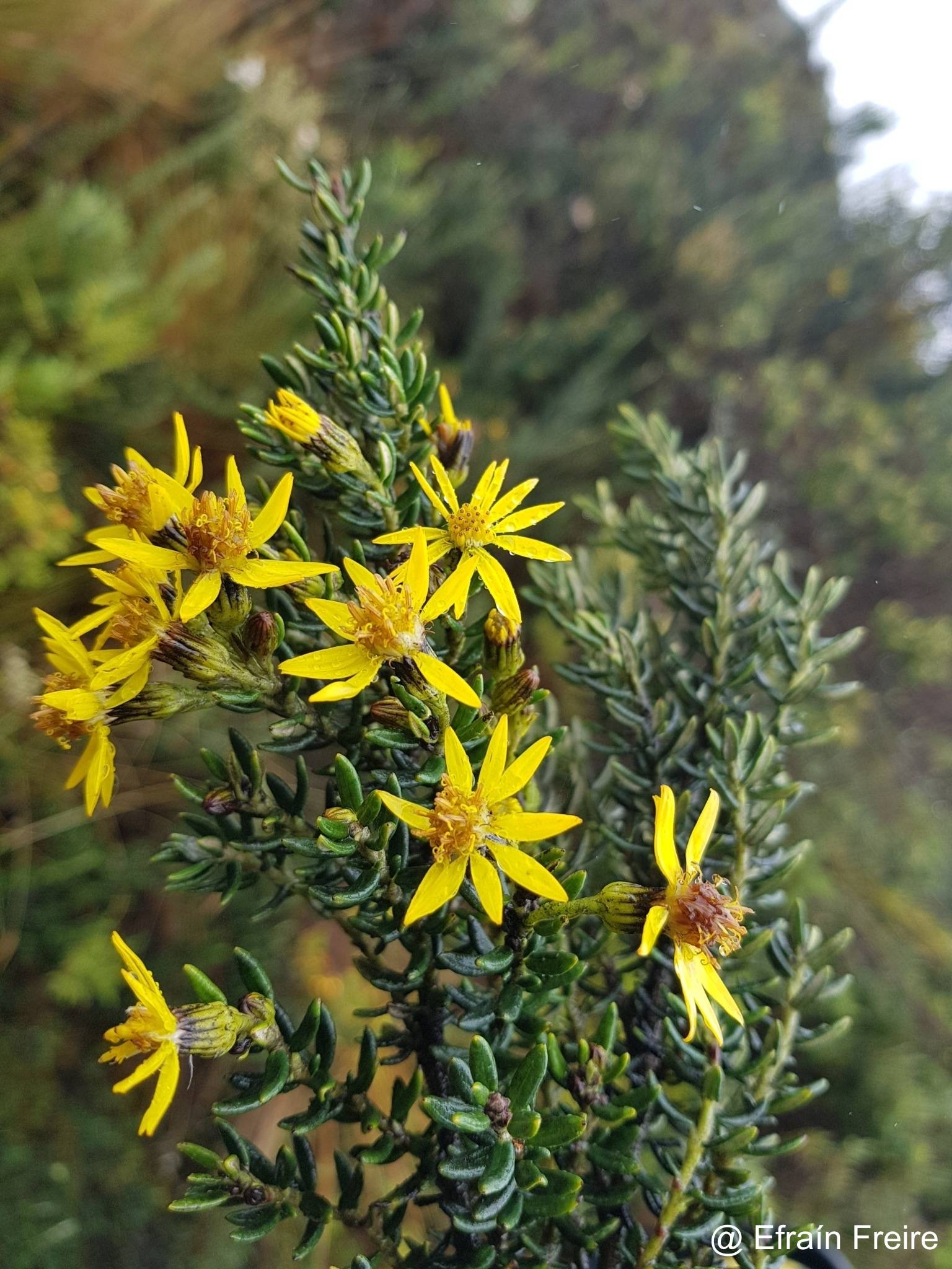 Pentacalia peruviana image