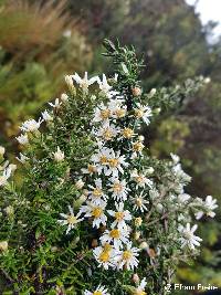 Diplostephium ericoides image