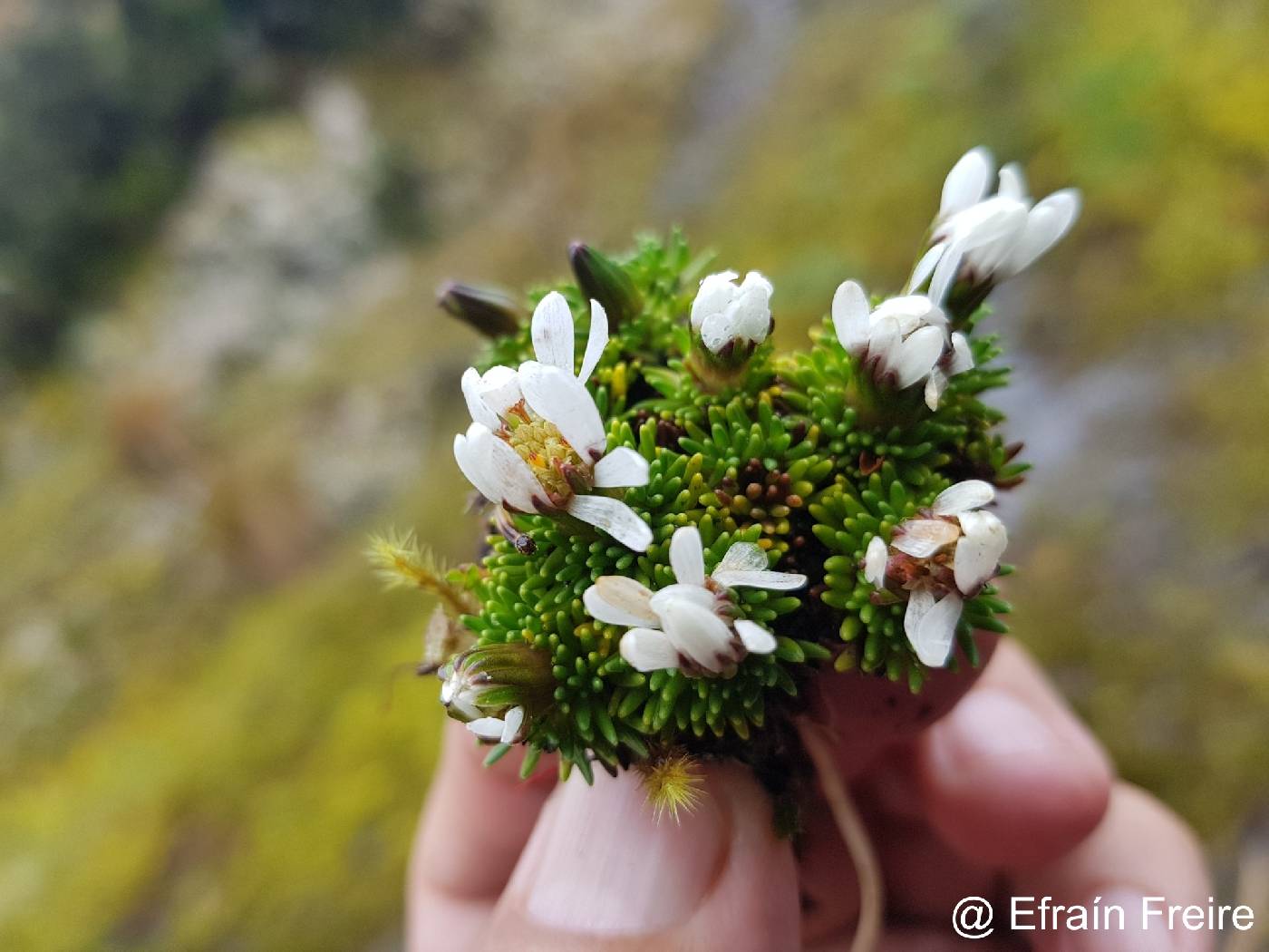 Xenophyllum humile image