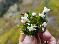 Image of Xenophyllum humile