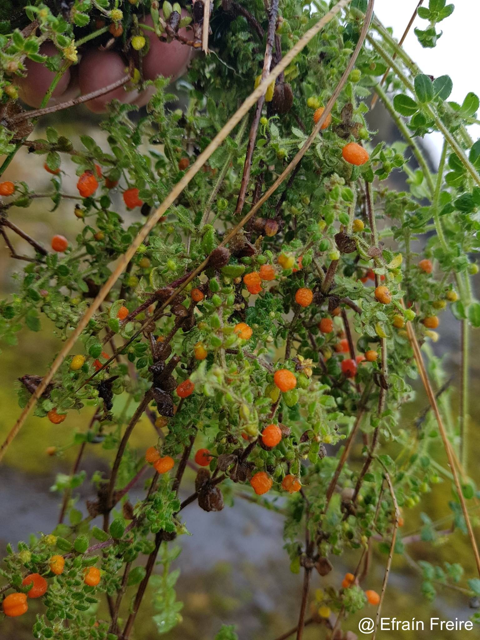 Galium hypocarpium image