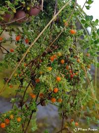 Galium hypocarpium image