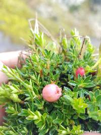 Disterigma empetrifolium image