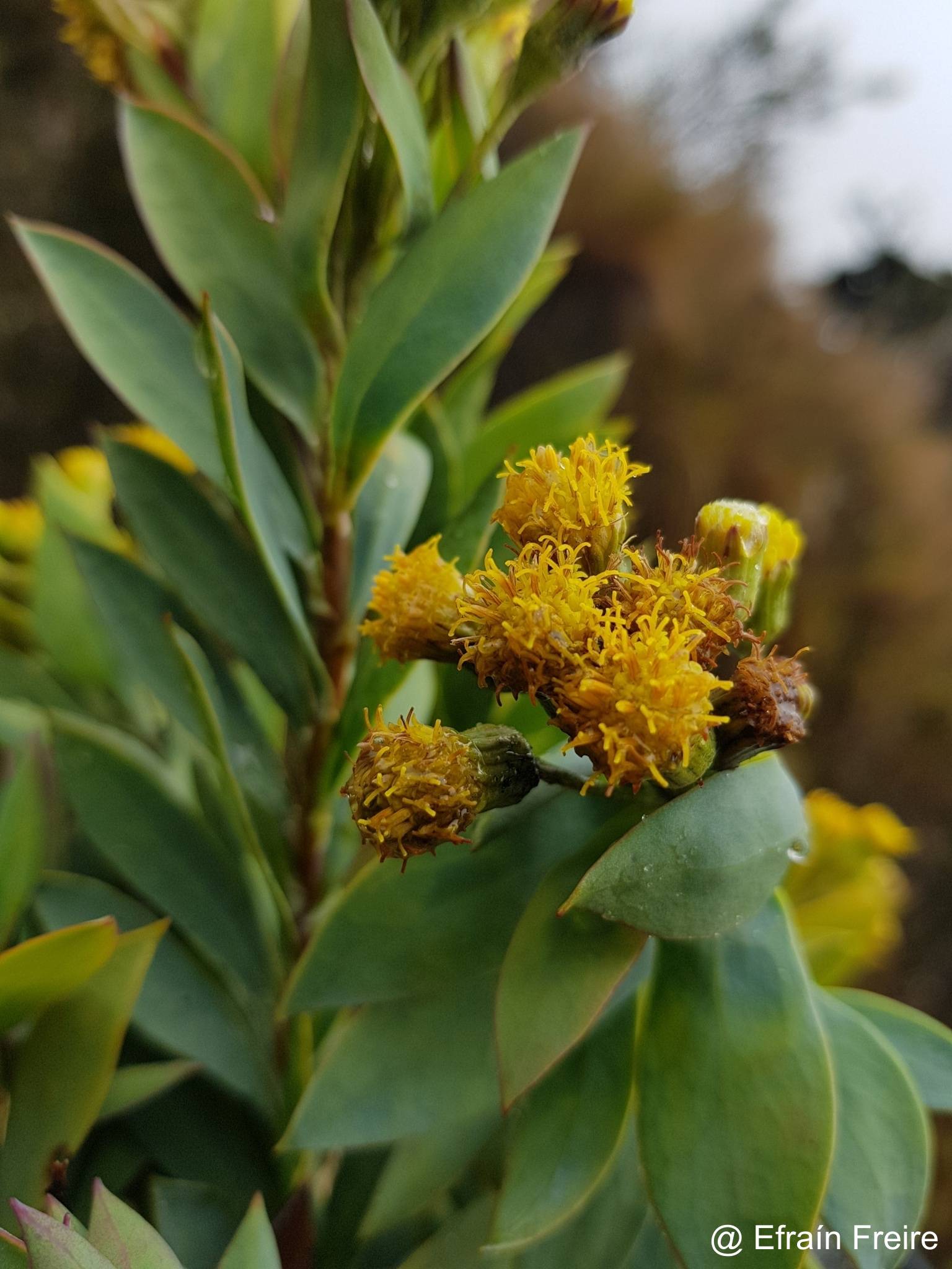 Pentacalia vaccinioides image