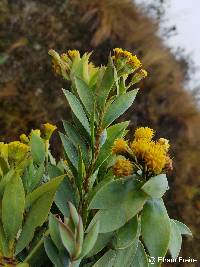 Pentacalia vaccinioides image