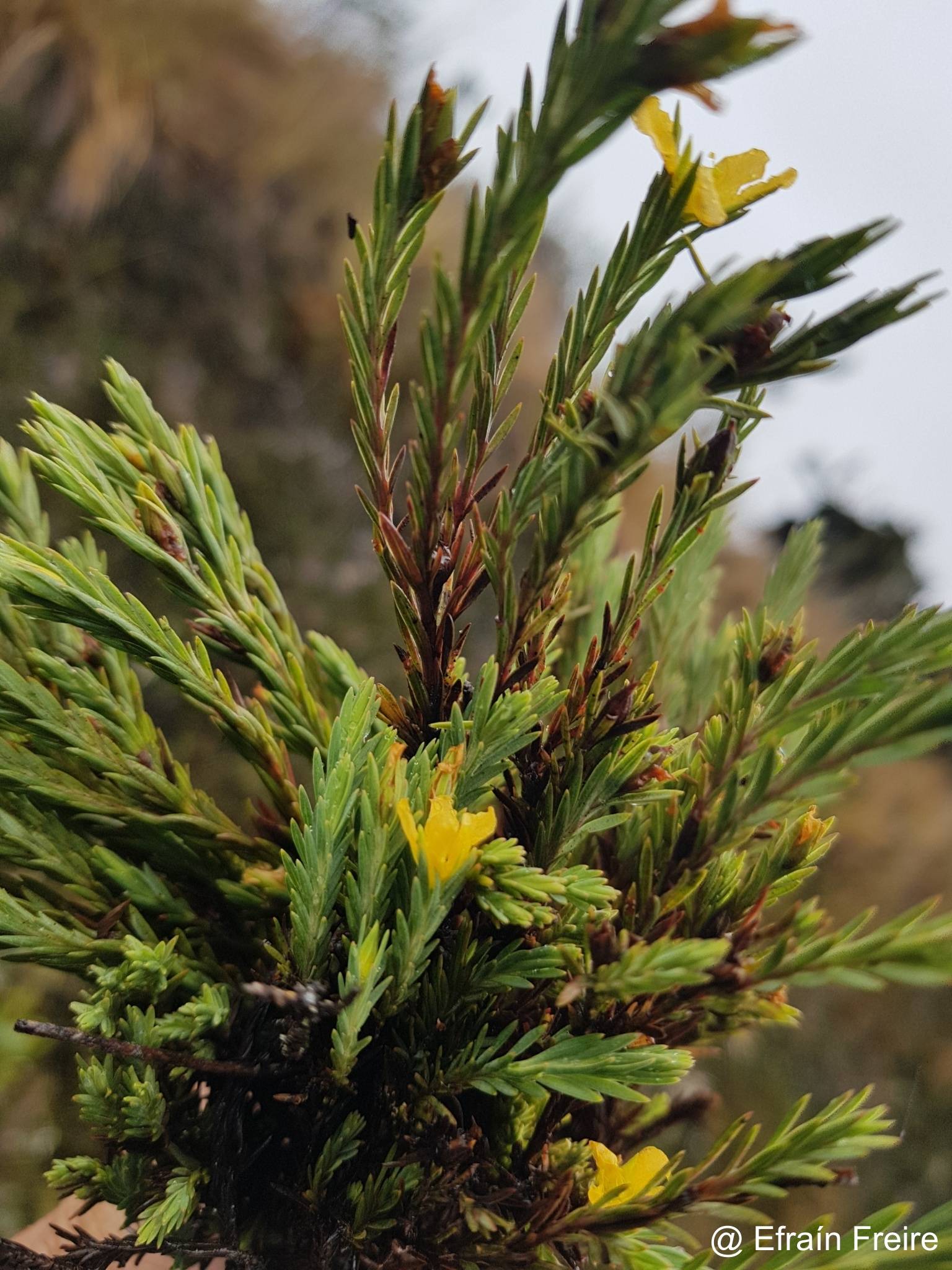 Hypericum sprucei image