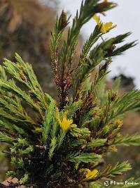 Image of Hypericum sprucei