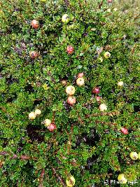 Hesperomeles obtusifolia image