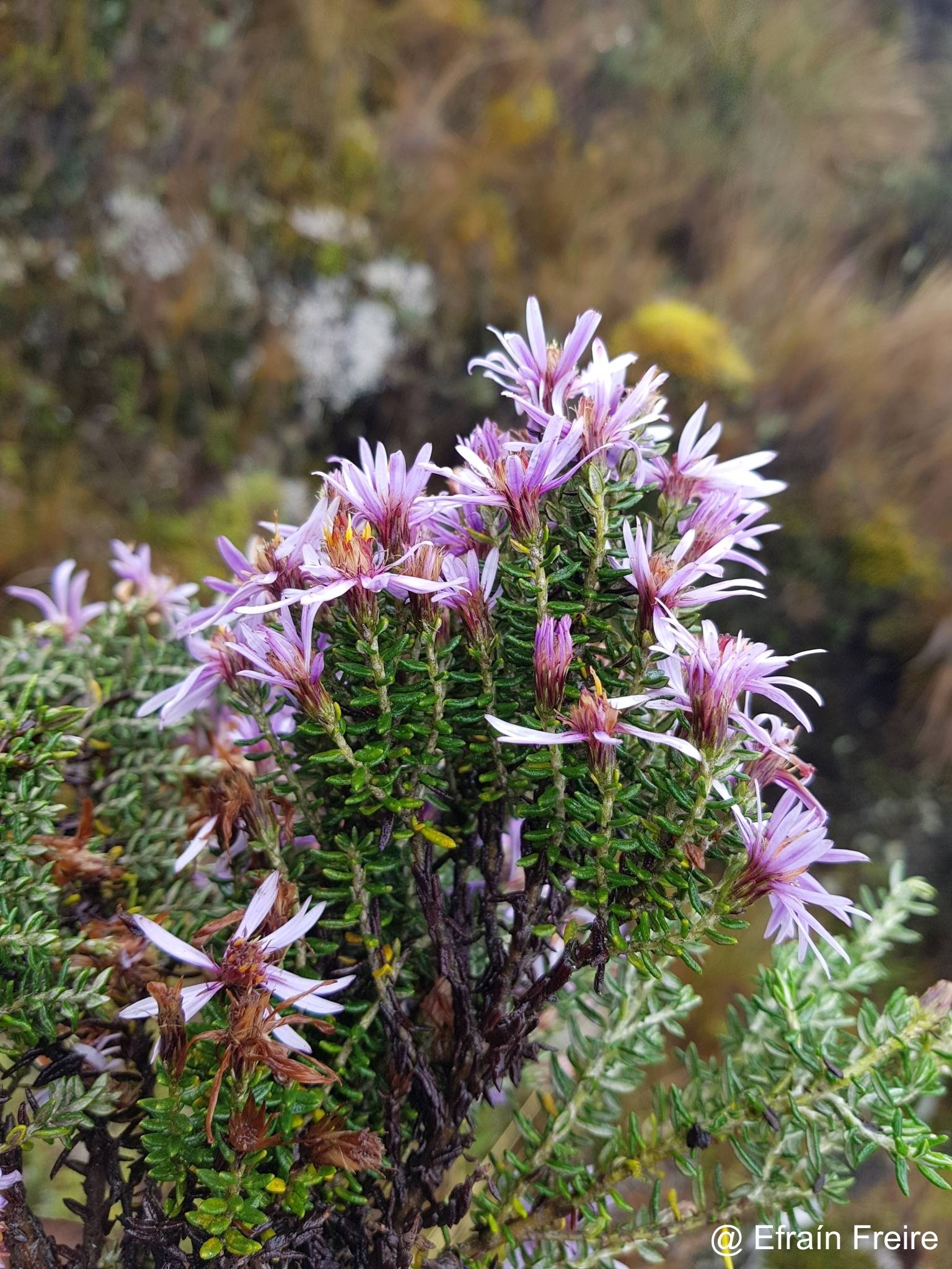 Diplostephium hartwegii image