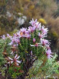 Image of Diplostephium hartwegii