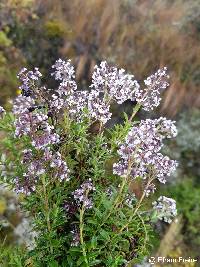 Valeriana microphylla image