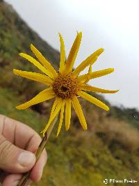 Image of Dorobaea pimpinellifolia