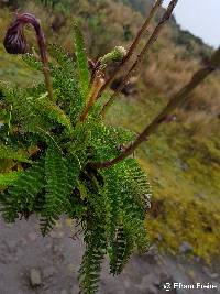 Dorobaea pimpinellifolia image