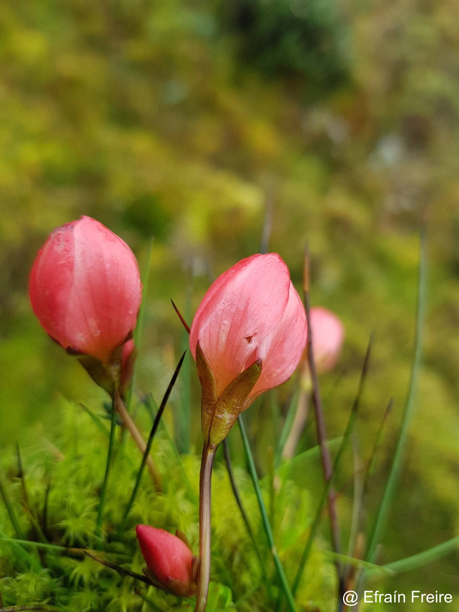 Gentianella rupicola image