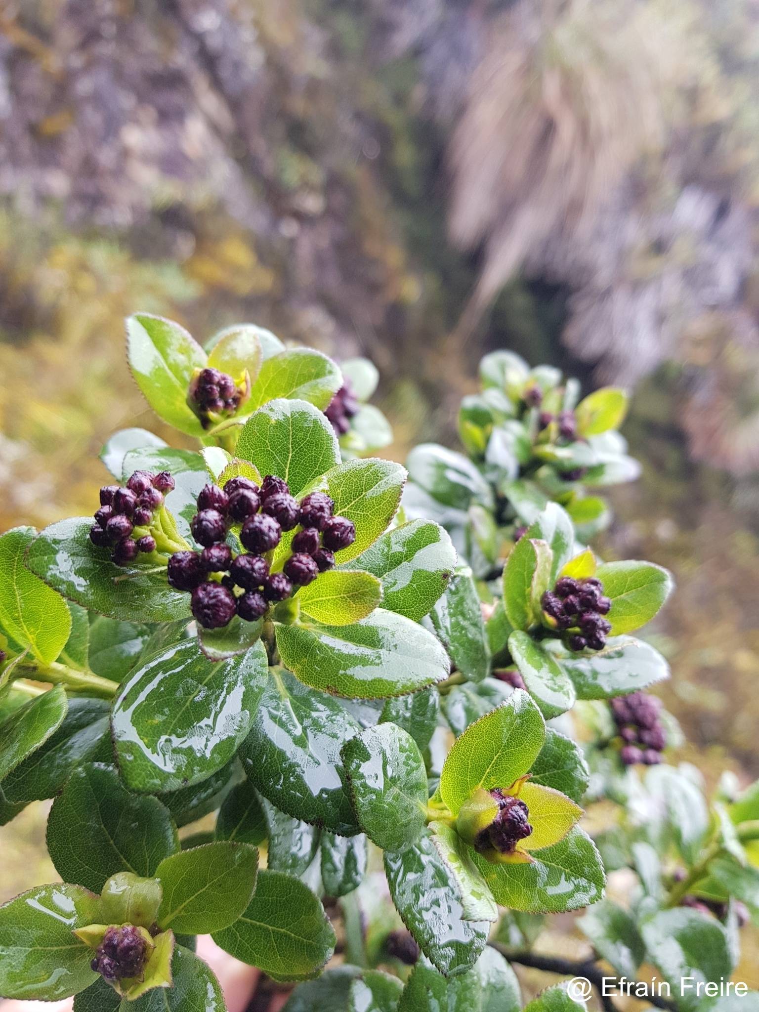 Baccharis arbutifolia image