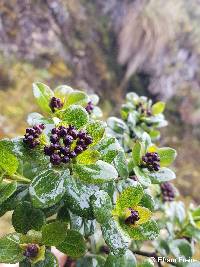 Baccharis arbutifolia image