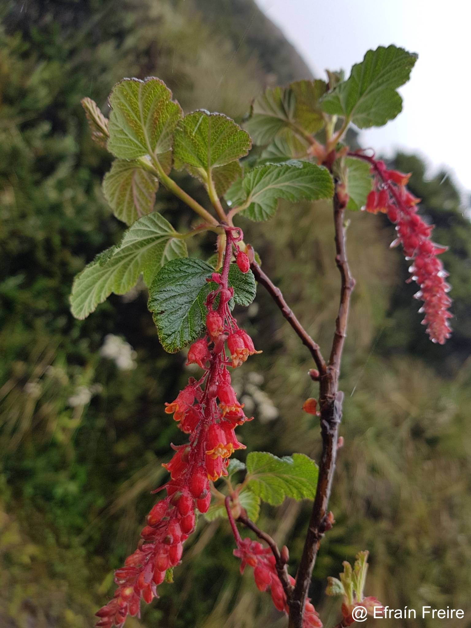 Ribes lehmannii image