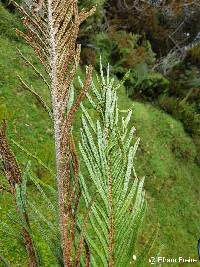 Image of Blechnum loxense