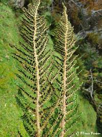 Polystichum orbiculatum image