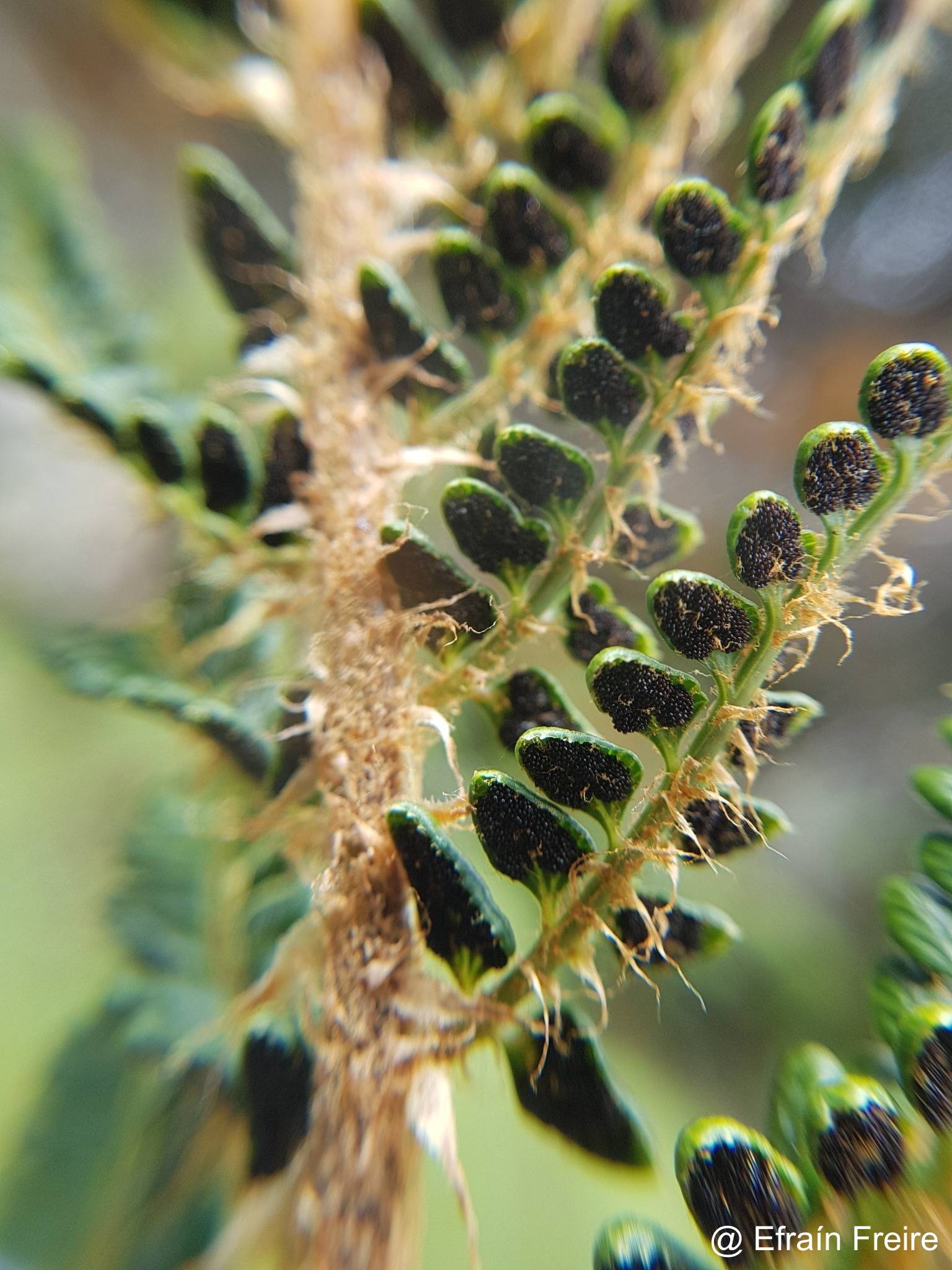 Polystichum orbiculatum image