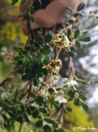 Polylepis reticulata image