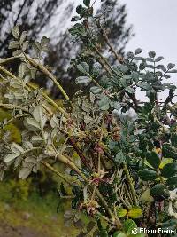 Polylepis reticulata image