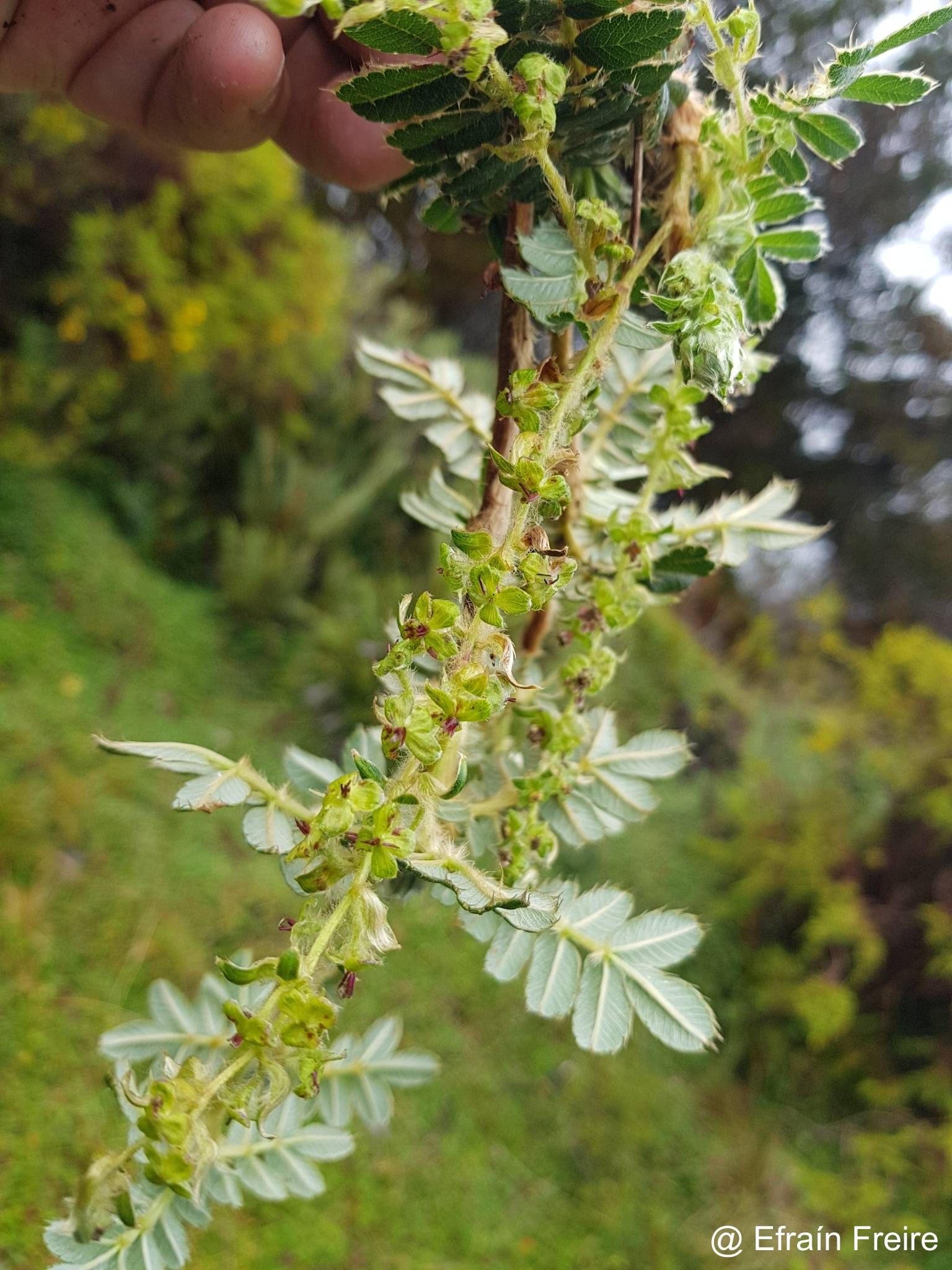 Polylepis pauta image