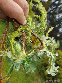 Polylepis pauta image