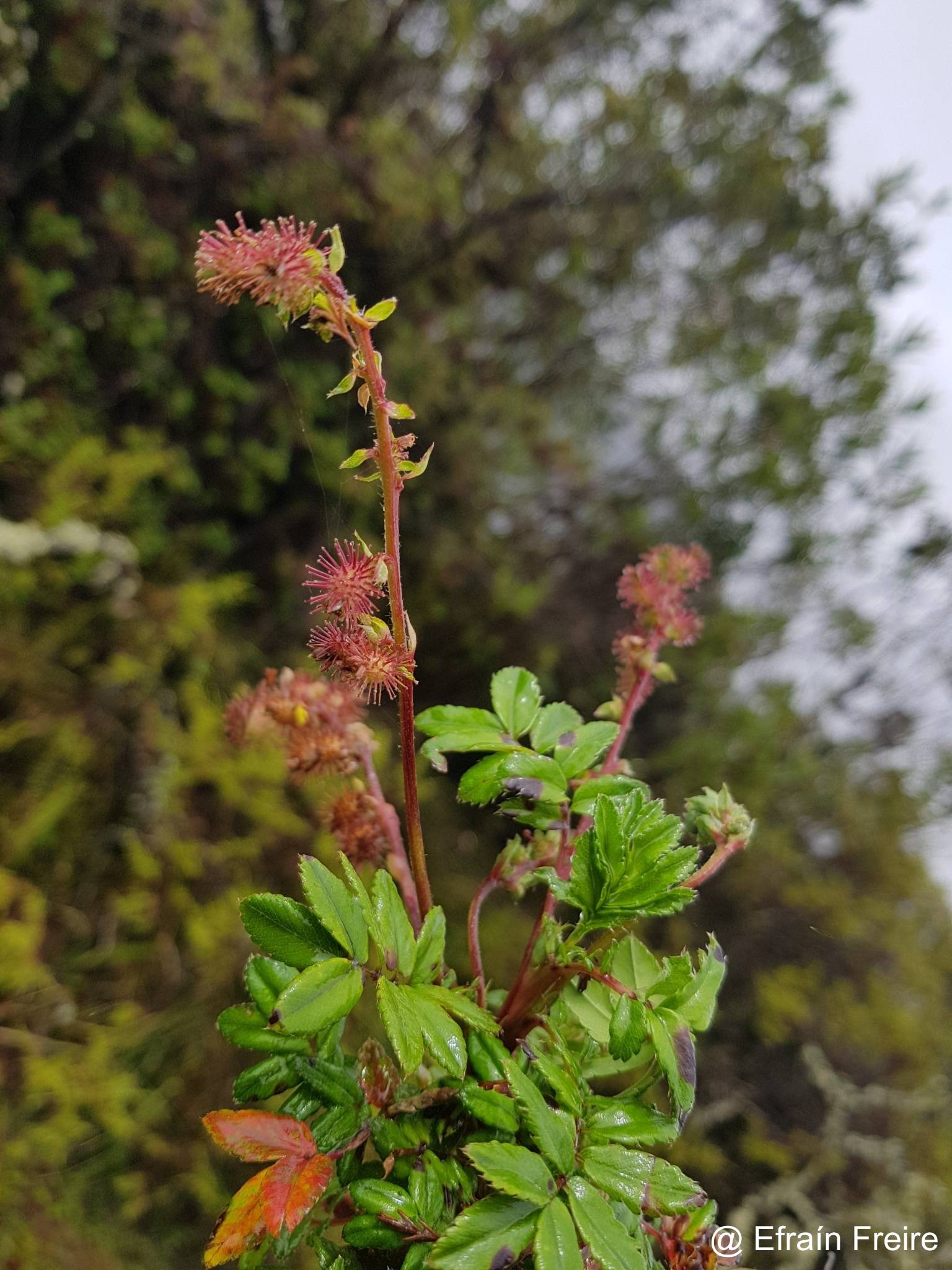 Acaena elongata image