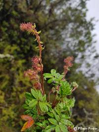Image of Acaena elongata