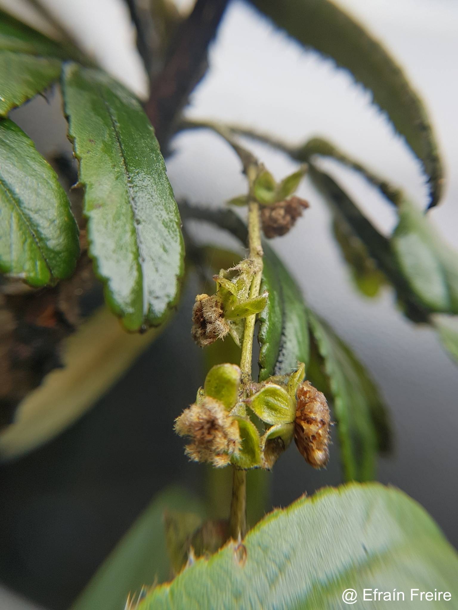 Polylepis racemosa image