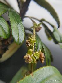 Image of Polylepis racemosa