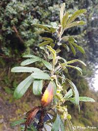 Polylepis racemosa image