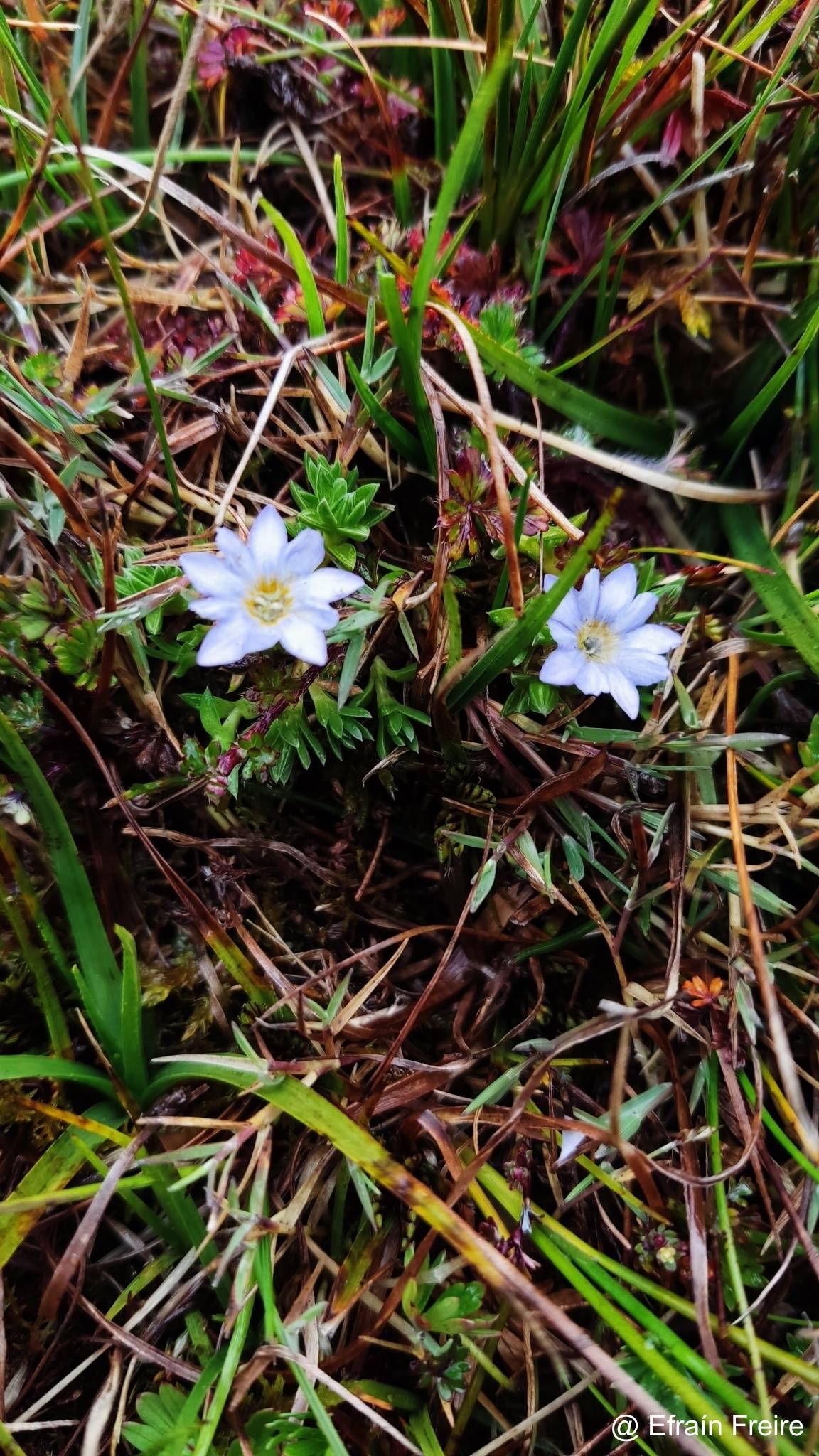 Gentiana sedifolia image