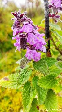 Stachys elliptica image