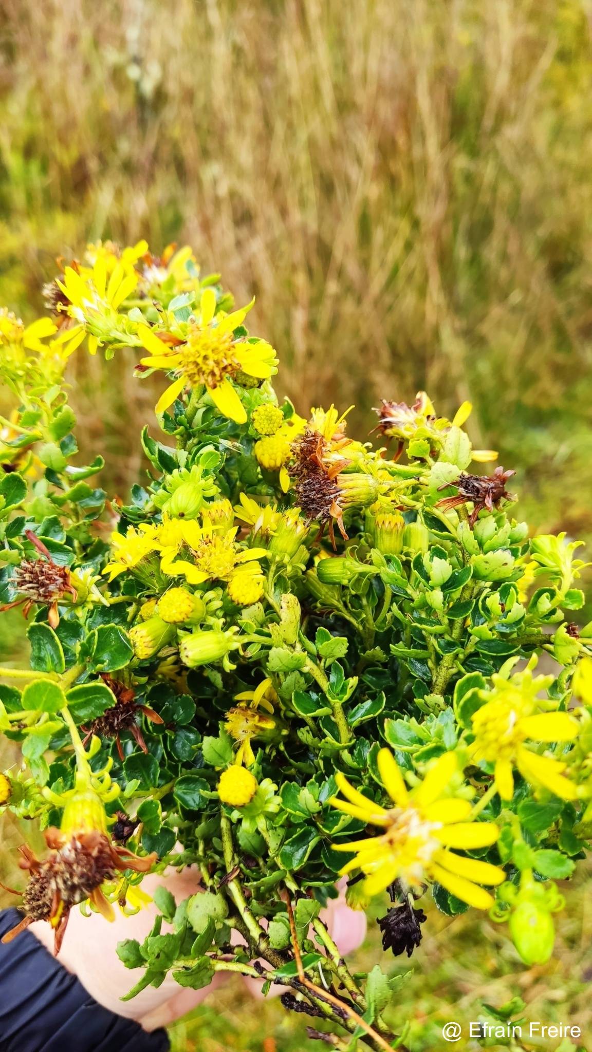 Pentacalia arbutifolia image
