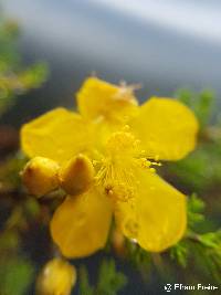 Hypericum laricifolium image