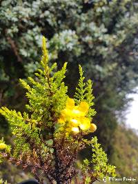 Hypericum laricifolium image