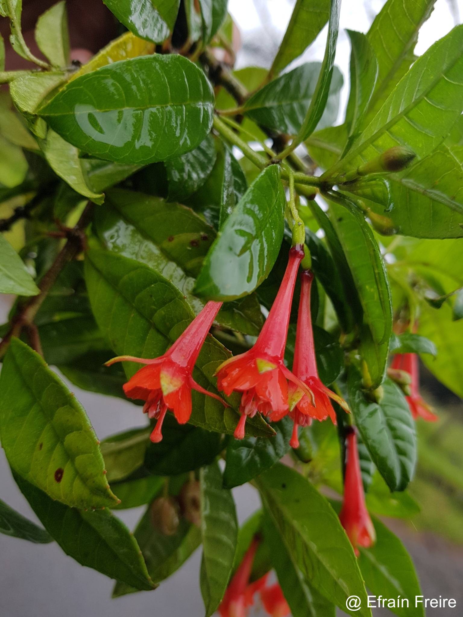 Fuchsia vulcanica image
