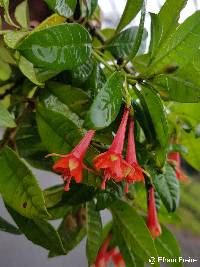 Fuchsia vulcanica image