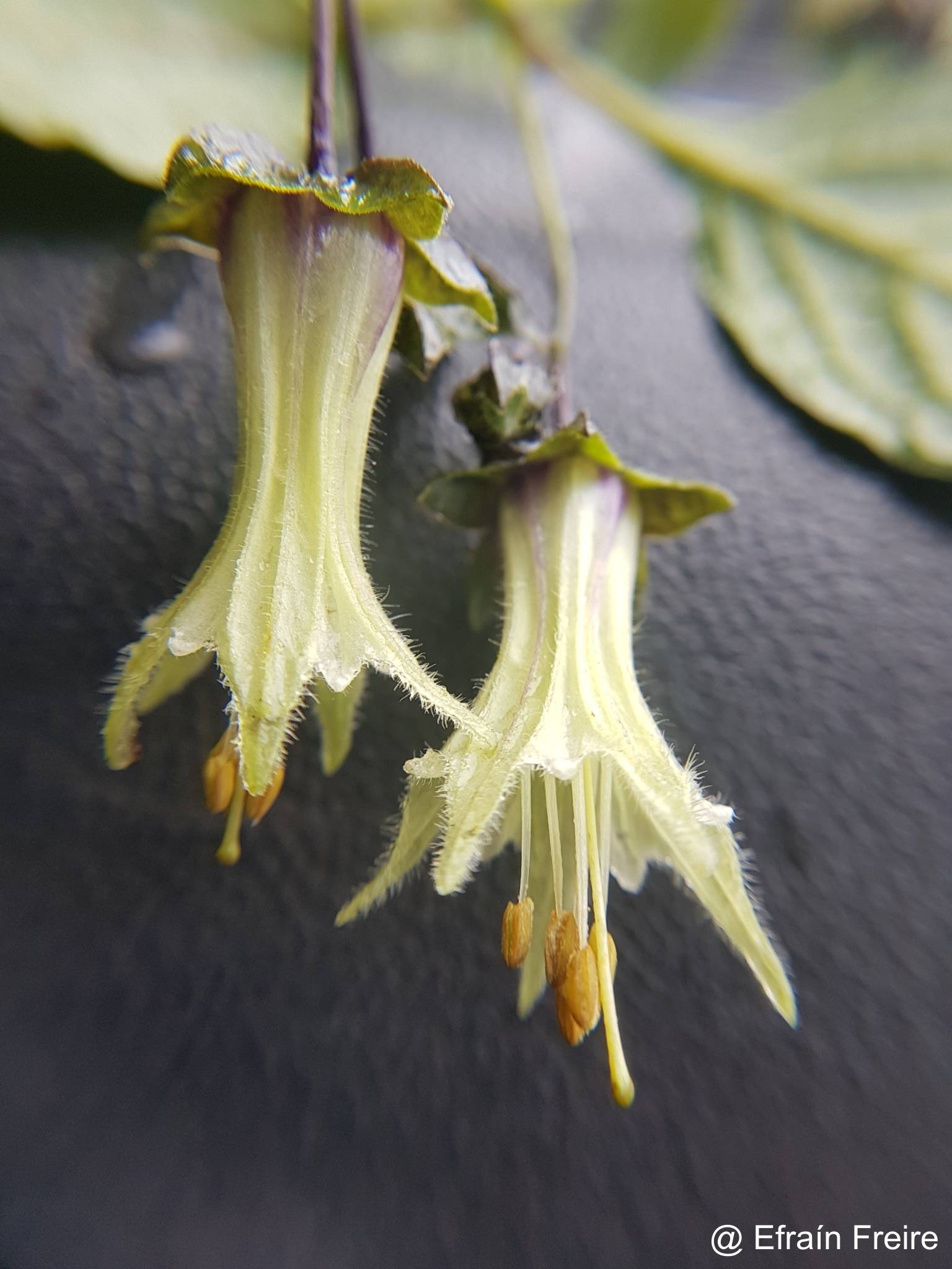 Jaltomata viridiflora image