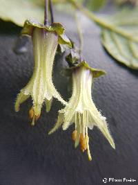 Image of Jaltomata viridiflora