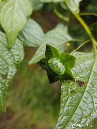 Jaltomata viridiflora image