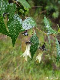 Jaltomata viridiflora image